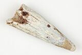 Fossil Pterosaur (Siroccopteryx) Tooth - Morocco #203433-1